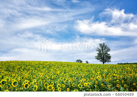 sunflower sunflower 68050489