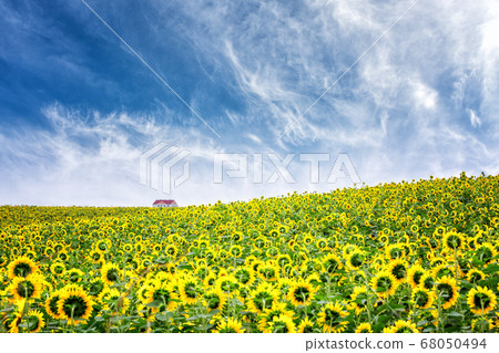 sunflower 68050494