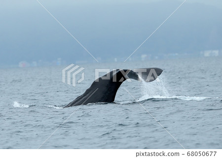 Sperm whale 68050677