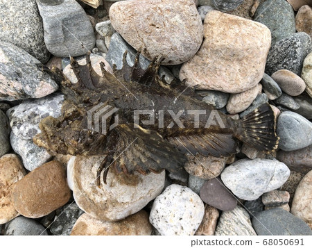 Inimicus japonicus 68050691