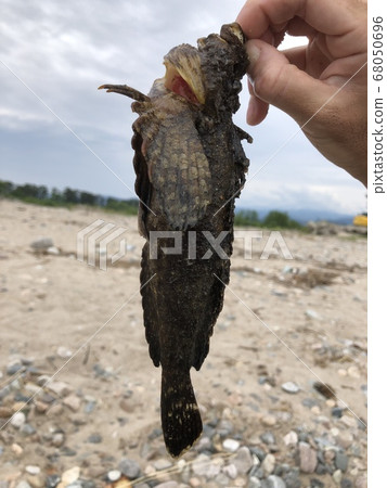 Inimicus japonicus Inimicus japonicus 68050696