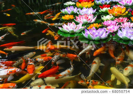 artificial lotus flowers and japanese fish CARP artificial lotus flowers and japanese fish CARP 68050754