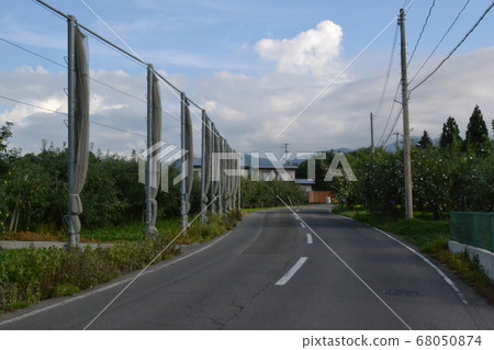 Road through the apple garden on the outskirts of Hirosaki in summer 68050874