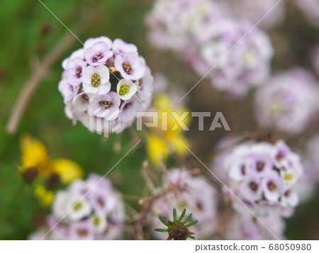 Sweet alyssum blooming in a quiet winter Sweet alyssum blooming in a quiet winter 68050980
