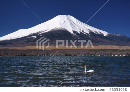 [山中湖]富士山和從長池水上樂園看到的天鵝 68051018