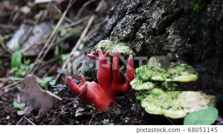 Poison mushroom Poison mushroom 68051145