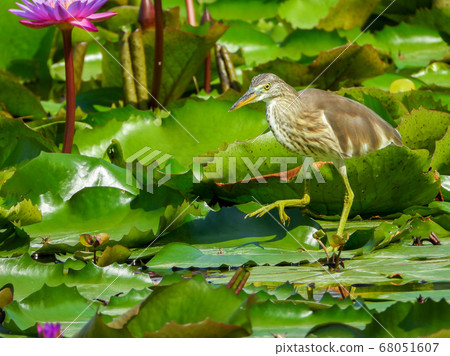 Javan pond heron find food in lotus pond Javan pond heron find food in lotus pond 68051607