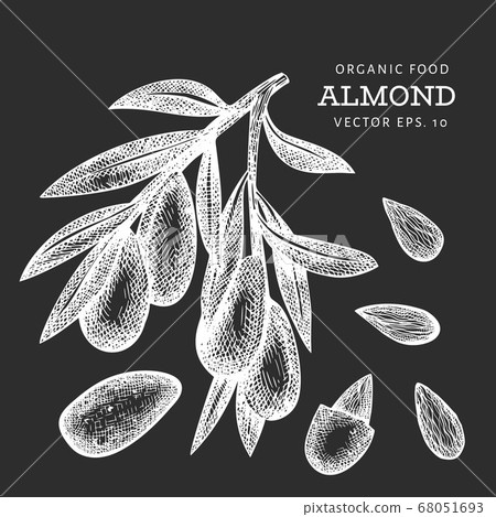 Hand drawn sketch almond branch. Organic food Hand drawn sketch almond branch. Organic food 68051693