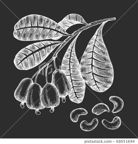 Hand drawn sketch cashew branch. Organic food Hand drawn sketch cashew branch. Organic food 68051694