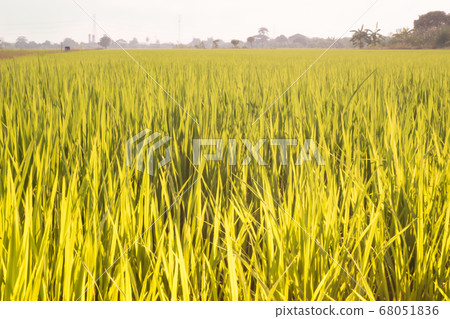 Rice fields terraces with fresh young rice, in Thailand Rice fields terraces with fresh young rice, in Thailand 68051836