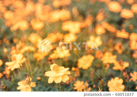 field of blooming yellow close up beautiful flowers on blur bokeh nature background sunset 68051837