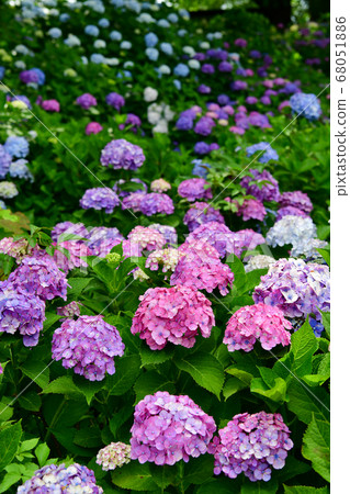 Hydrangea 68051886