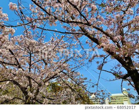 Cherry tree against the blue sky 68052017