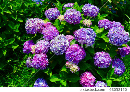 Hydrangea in full bloom Hydrangea in full bloom 68052150
