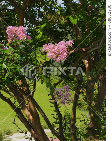 Flower of crape mybs 68052230