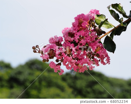縐紗花 68052234