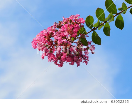 Flower of crape mybs 68052235