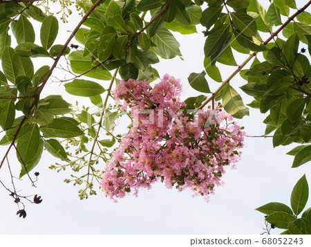 縐紗花 縐紗花 68052243