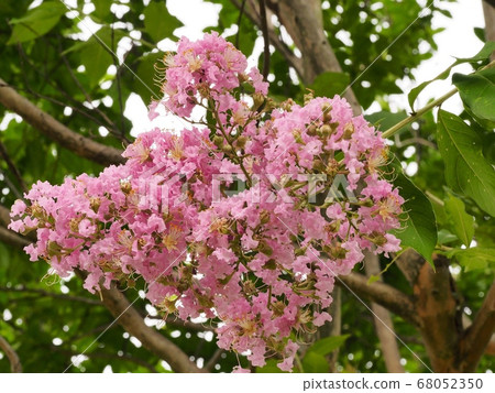 Flower of crape mybs 68052350