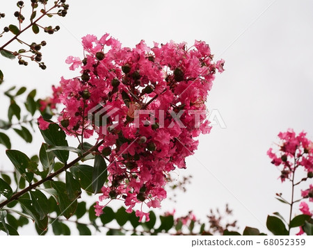 縐紗花 68052359