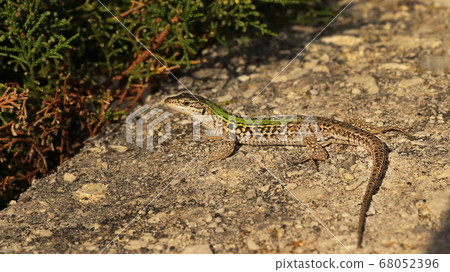 Lizard warming up in the sun 68052396