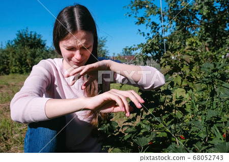 Young brunette woman eats red currant sour berries, tearing it from the bushes in the country. 68052743