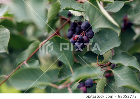 Ripening shadberry on bush. Amelanchier alnifolia Ripening shadberry on bush. Amelanchier alnifolia 68052772