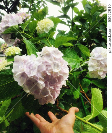 Heart shaped hydrangea Heart shaped hydrangea 68052910