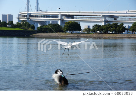 Cavalier and Great Egret 68053053