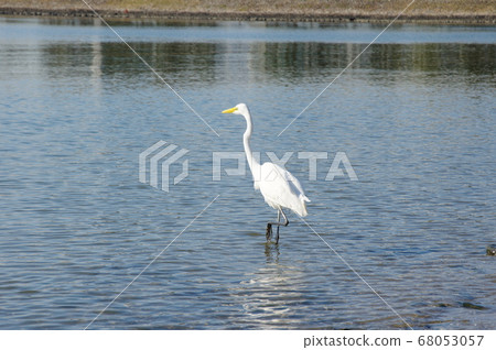 Daisuke Daisuke 68053057