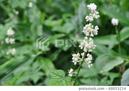 Flower of Yabu Miuga 68053214