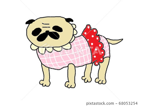 Pug dog dressed in a suit 68053254