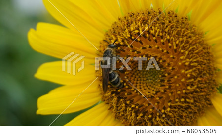 Bees sucking sunflower nectar 68053505