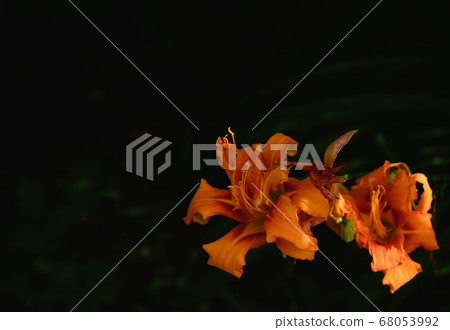 勿忘我花 68053992