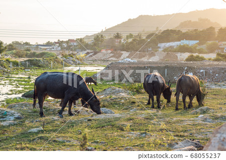 Buffaloes in the field in Vietnam, Nha Trang Buffaloes in the field in Vietnam, Nha Trang 68055237