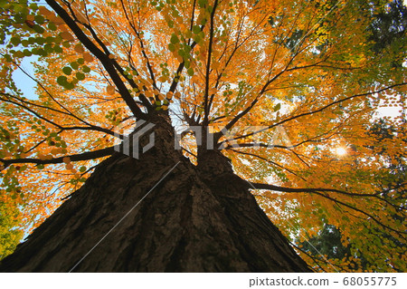 Photonic arboretum 68055775