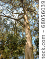 green trees in the park. Exotic trees against the sky. 68056039