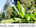 Banana leaf close-up. green banana leaf in the park. 68056040