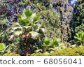 Beautiful view of green plants in the park flowers arbors and green palm trees. Beautiful green natural backgrounds. 68056041
