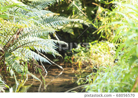 Ferns after the rainy season 68056570