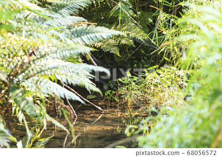 Ferns after the rainy season 68056572