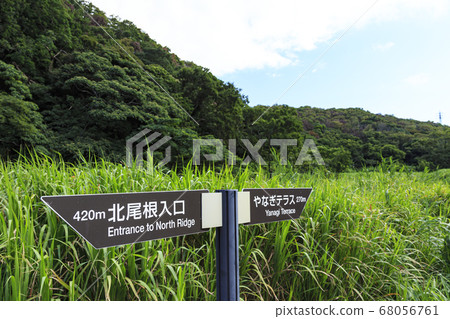 Wetlands of the refreshing summer sky (Kamito's unexplored Koamishiro Forest) 68056761