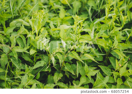 Twigs Of Wild Plant Nettle - Stinging Nettle - Urtica Dioica In Summer Spring Meadow. Close Up Twigs Of Wild Plant Nettle - Stinging Nettle - Urtica Dioica In Summer Spring Meadow. Close Up 68057254