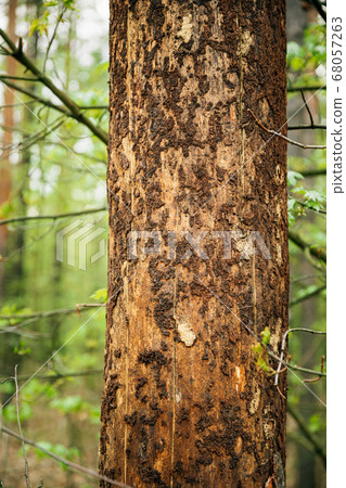 Old Pine Bark Fell Off From Damage To Tree Trunk By Insects - Ants Old Pine Bark Fell Off From Damage To Tree Trunk By Insects - Ants 68057263