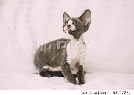Funny Curious Young Gray Devon Rex Kitten Sitting At Home Sofa. Short-haired Cat Of English Breed 68057272