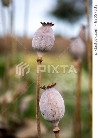 Field full of dry poppies. Field full of dry poppies. 68057535