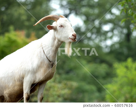 Goat Goat 68057616