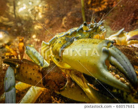A closeup underwater picture of a crab almost pinching the camera with its huge claw. Picture from Oresund, Malmo Sweden 68057681