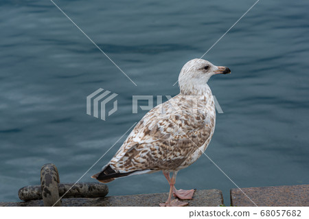 A closeup picture of a seagull. Blue water background A closeup picture of a seagull. Blue water background 68057682