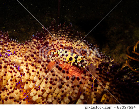 Coleman's Shrimp, male and female, Periclimenes colemani. Also known as Anemone Shrimp, Carid Shrimp, Commensal Shrimp, Fire Urchin Shr., Sea Urchin Shr., Toxic Urchin Shr. on a Fire Urchin  68057684